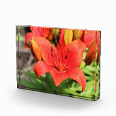 Lilie Fotoblock (Rechts)