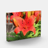 Lilie Fotoblock (Links)