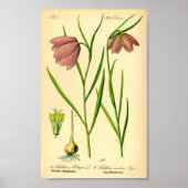 Lilie (Fritillaria meleagris) Poster (Vorne)