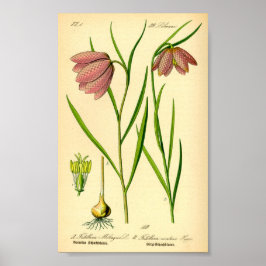 Lilie (Fritillaria meleagris) Poster