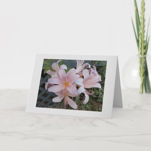 Lilie Karte (Vorderseite)