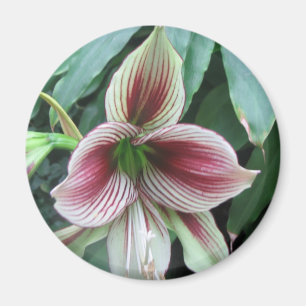 Lilie Magnet