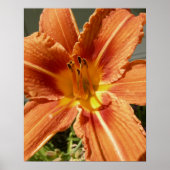 Lilie Poster (Vorne)
