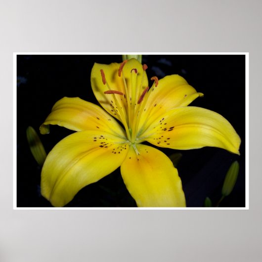 Lilie Poster (Vorne)