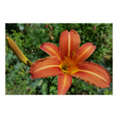 Lilie Poster (Vorderseite)