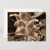 Lilie Postkarte (Vorne/Hinten)