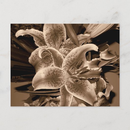 Lilie Postkarte (Vorderseite)