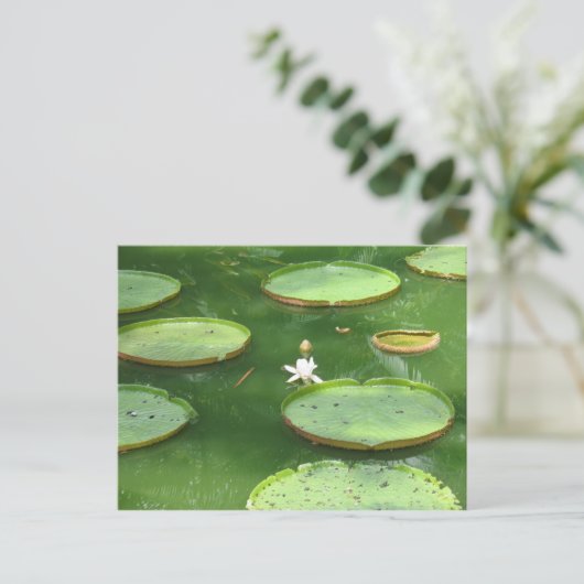 Lilie Postkarte (Stehend Vorderseite)