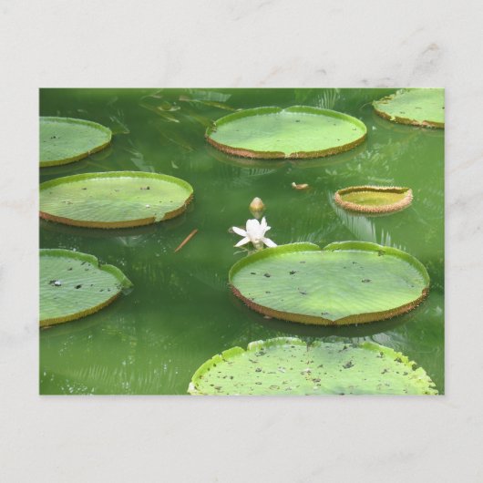 Lilie Postkarte (Vorderseite)