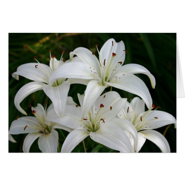 Lilien (Vorderseite (Horizontal))