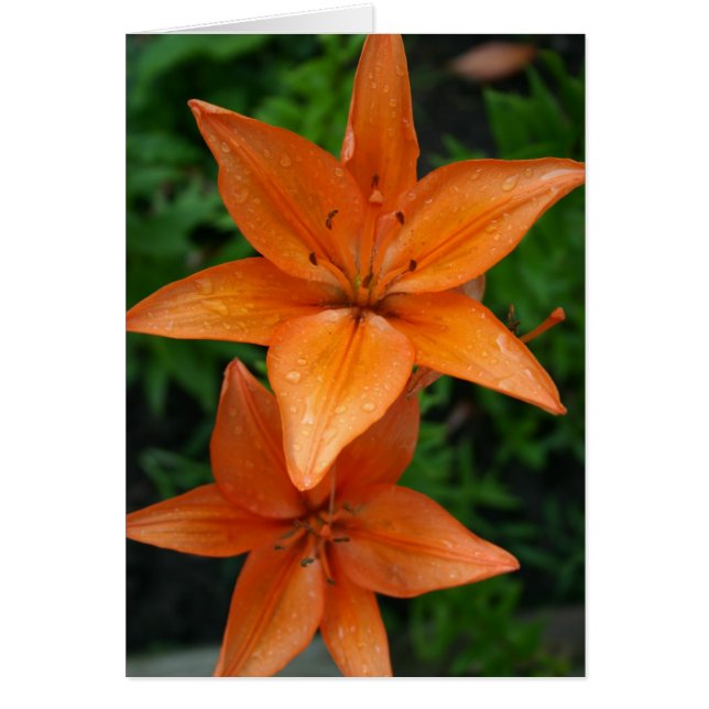 Lilien 3 (Vorne)