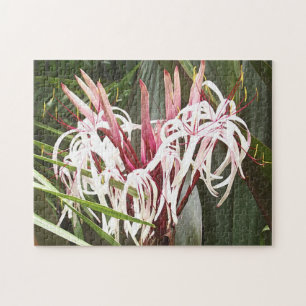 Lilien der Königin-Emma Crinum Puzzle