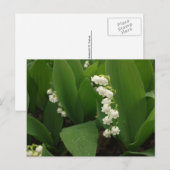 Lilien des Tals nach Regen Postkarte (Vorne/Hinten)