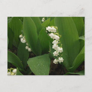 Lilien des Tals nach Regen Postkarte
