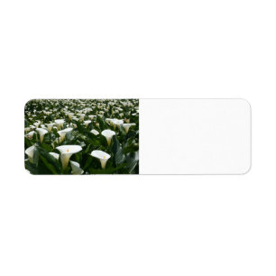 Lilien, die an der Calla-Lilien-Plantage, Taiwan