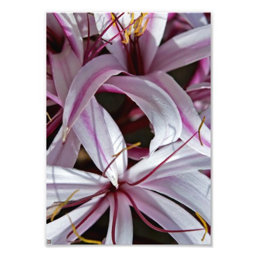 Lilien Fotodruck (Vorne)