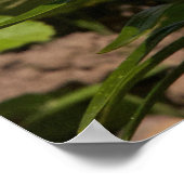 Lilien im Garten. Poster (Ecke)