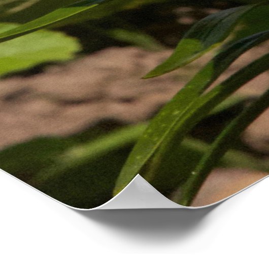 Lilien im Garten. Poster (Ecke)