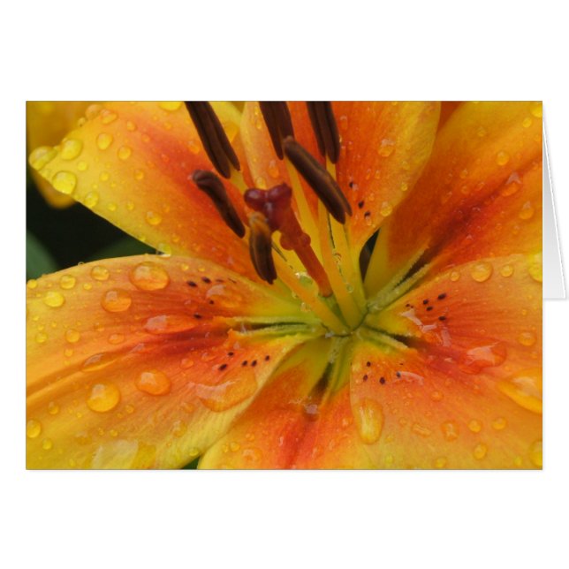 Lilien im Regen (Vorderseite (Horizontal))