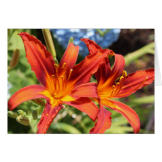 Lilien in Blüte