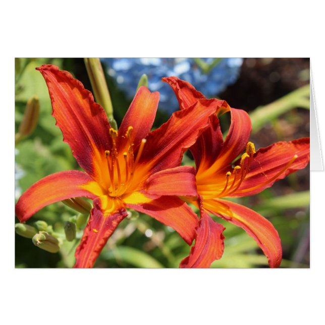 Lilien in Blüte (Vorderseite (Horizontal))
