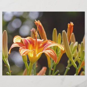 Lilien in der Sonne