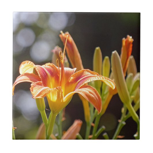 Lilien in der Sonne Fliese (Vorderseite)