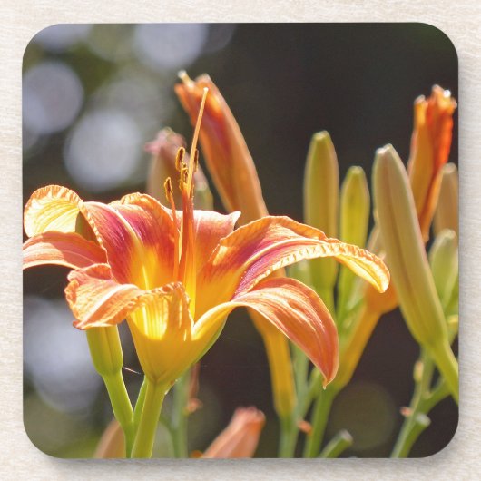 Lilien in der Sonne Untersetzer (Vorderseite)