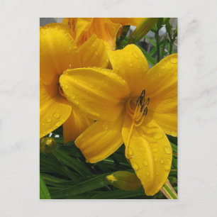 Lilien in Regen Postkarte