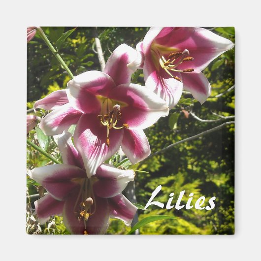 Lilien Magnet (Vorne)