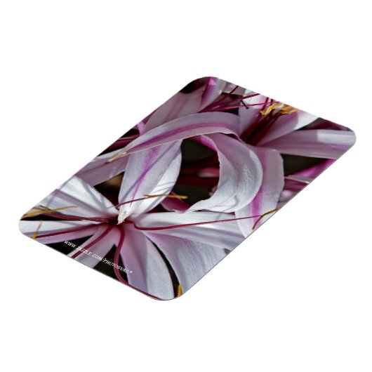 Lilien Magnet (Linke Seite)