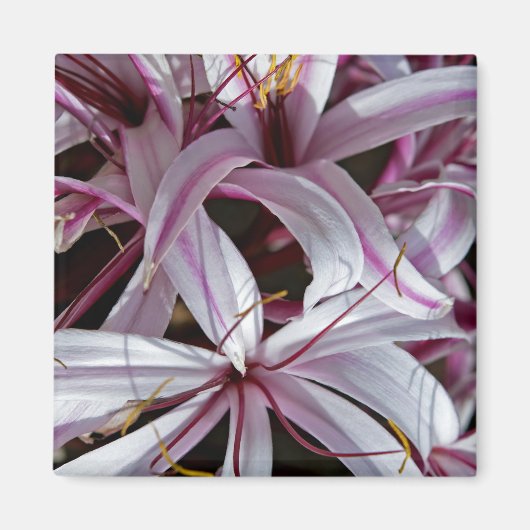Lilien Magnet (Vorne)