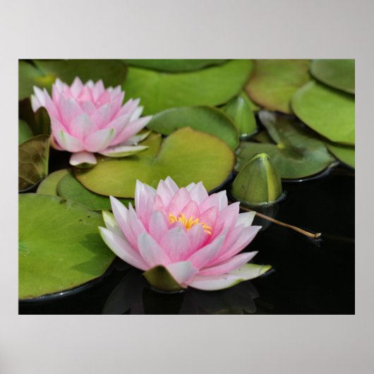 Lilien Poster (Vorne)