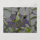 Lilien Postkarte (Vorderseite)