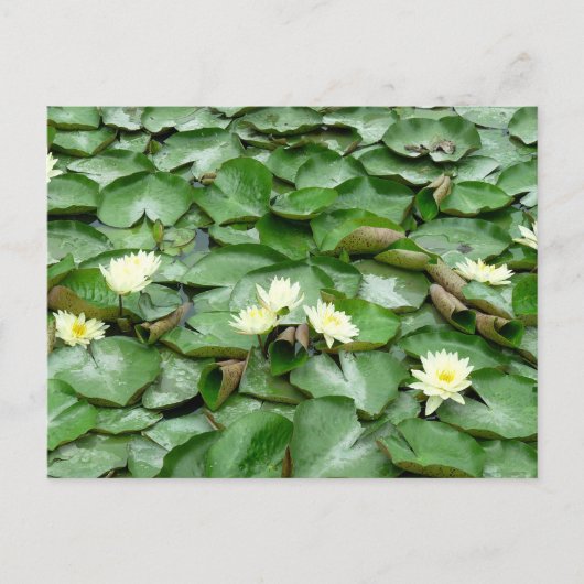Lilien Postkarte (Vorderseite)