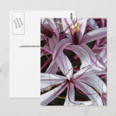 Lilien Postkarte (Vorne/Hinten)