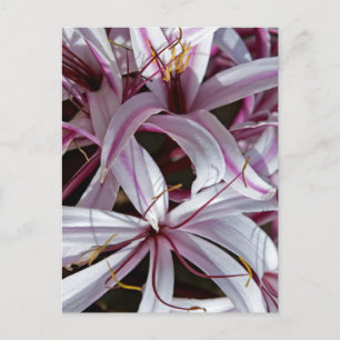 Lilien Postkarte
