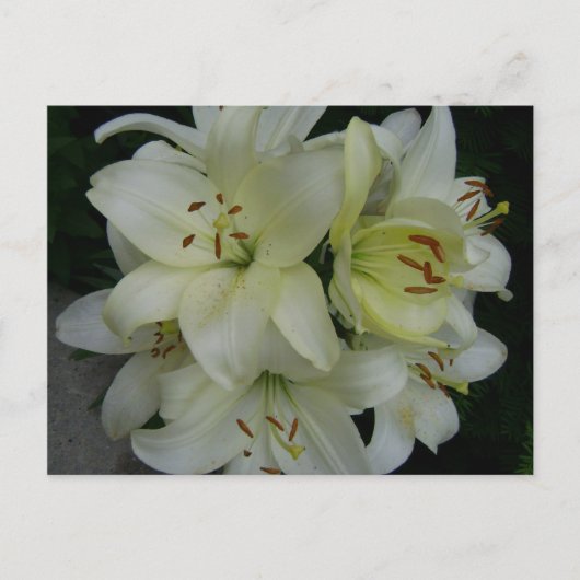 Lilien Postkarte (Vorderseite)