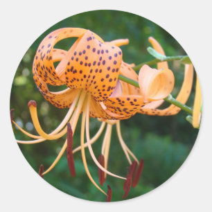 LILIEN Tiger LILIE BLUMEN AUFKLEBER AUFKLEBERBÖGEN