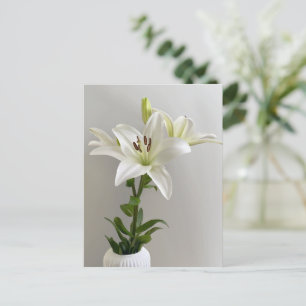 Lilien-Wiegenlied Weiße einfache Blumenmalerei Postkarte