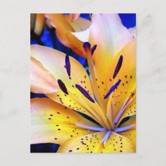 LilienArt Postkarte (Vorderseite)