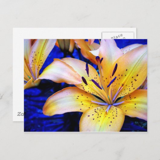 LilienArt Postkarte (Vorne/Hinten)