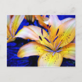 LilienArt Postkarte (Vorderseite)