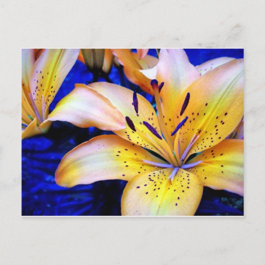 LilienArt Postkarte (Vorderseite)