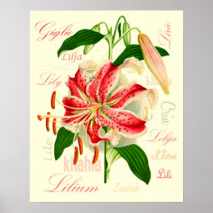 Lilienblumen Poster