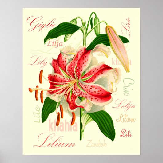 Lilienblumen Poster (Vorne)
