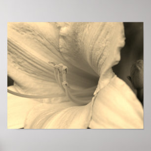 Lilienblüte Nahaufnahme in Sepia-Tönung Poster