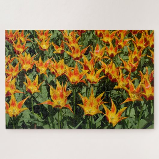 Lilienblütige Tulpe "Fly away." Orange. Puzzle (Horizontal)