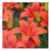 Lilienen-Fotografie
