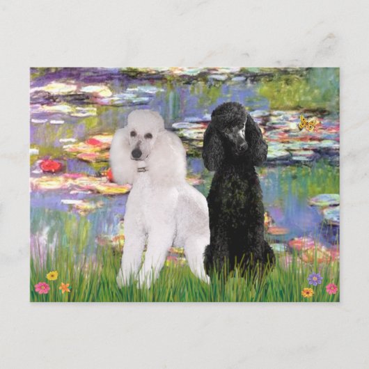 Lilies2-Standard Poodles (schwarz & weiß) Postkarte (Vorderseite)